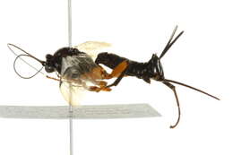 Image of Pimpla pedalis Cresson 1865