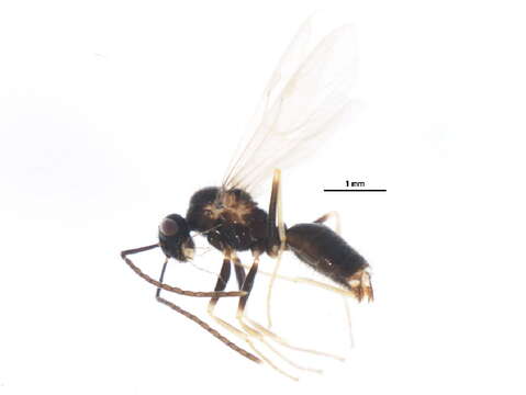 Image of False Honey Ant