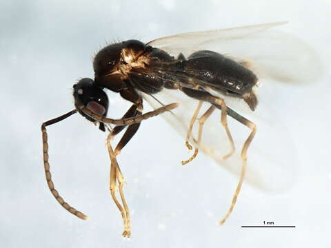 Image of False Honey Ant