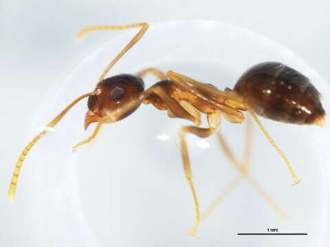 Image of False Honey Ant