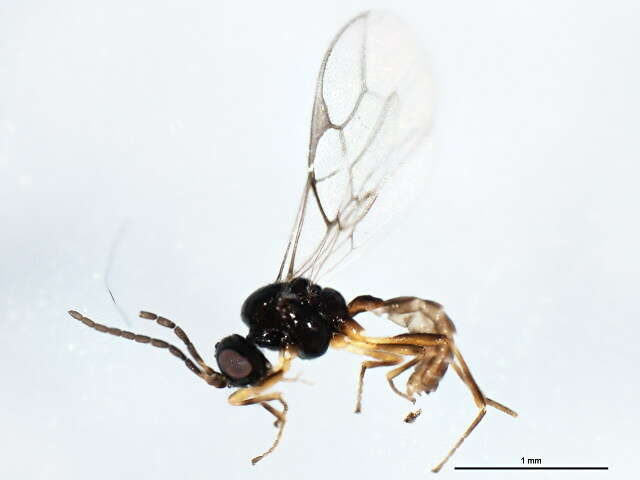 Image of Parasitoid wasp