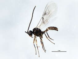 Image of Aphid parasite