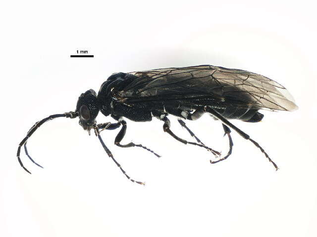 Image of <i>Dolerus asper</i>