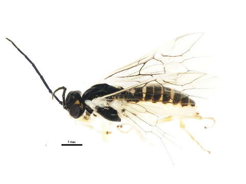 Image of Nematus myosotidis