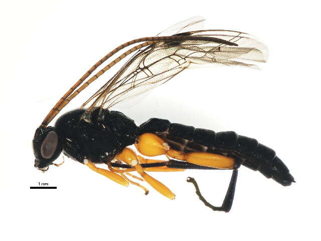 Image of Pimpla pedalis Cresson 1865