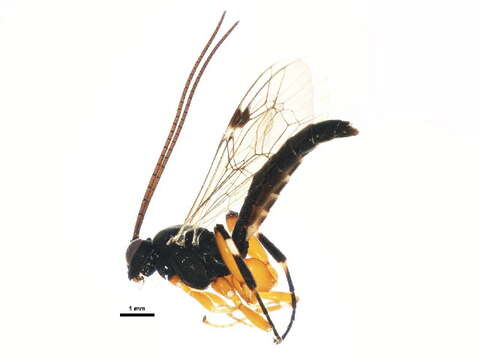 Imagem de Pimpla aequalis Provancher 1880