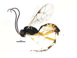 Image of Phobocampe bicingulata (Gravenhorst 1829)