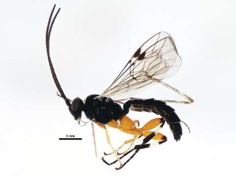 Image of Pimpla aequalis Provancher 1880