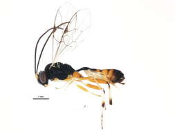 Image of Phobocampe bicingulata (Gravenhorst 1829)