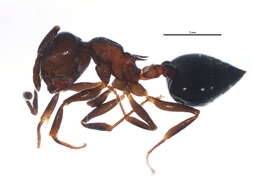 Crematogaster cerasi Fitch 1855 resmi