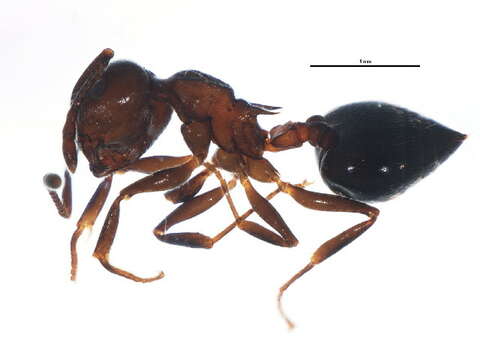 Crematogaster cerasi Fitch 1855 resmi