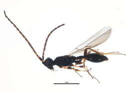 صورة <i>Belyta validicornis</i>