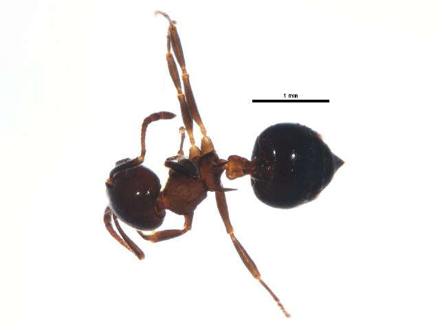 Crematogaster cerasi Fitch 1855 resmi