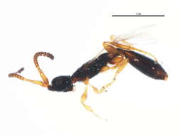 Image of <i>Belyta validicornis</i>