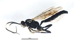 Image of Coelichneumon histricus (Cresson 1867)