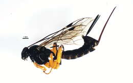 Imagem de Pimpla pedalis Cresson 1865