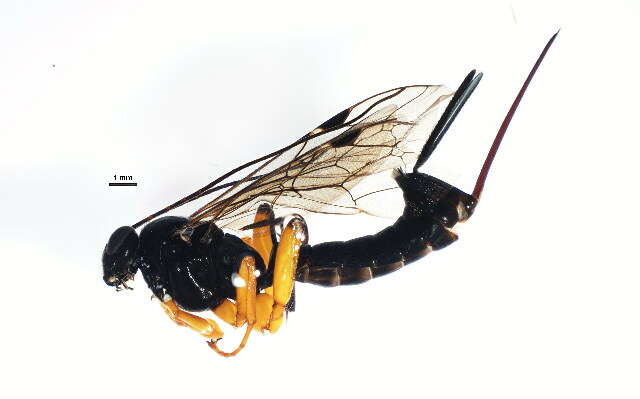 Imagem de Pimpla pedalis Cresson 1865