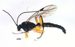 Image of Pimpla pedalis Cresson 1865