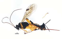 Image of Pimpla aequalis Provancher 1880