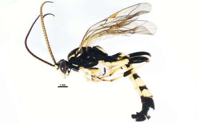 Image of Ichneumon memorator Wesmael 1845