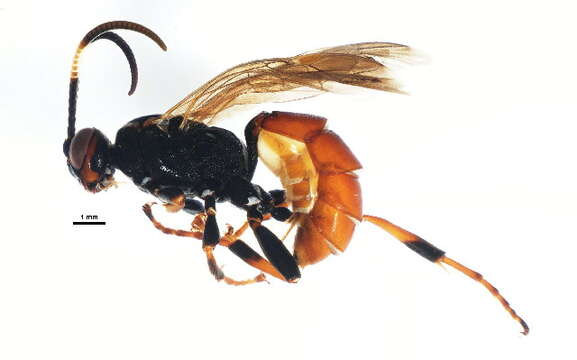 Image of Ichneumon memorator Wesmael 1845