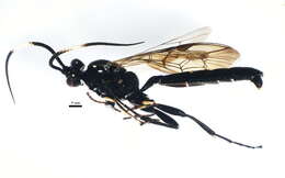 Image of Coelichneumon histricus (Cresson 1867)