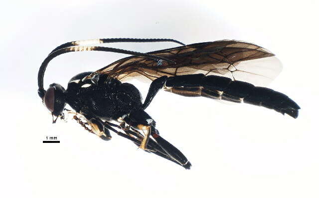 Image of Coelichneumon histricus (Cresson 1867)