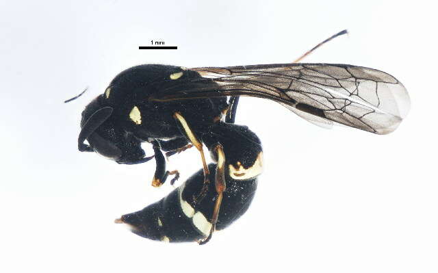 Image of Symmorphus bifasciatus (Linnaeus 1761)