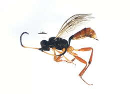 Image of Phygadeuon cephalotes Gravenhorst 1829