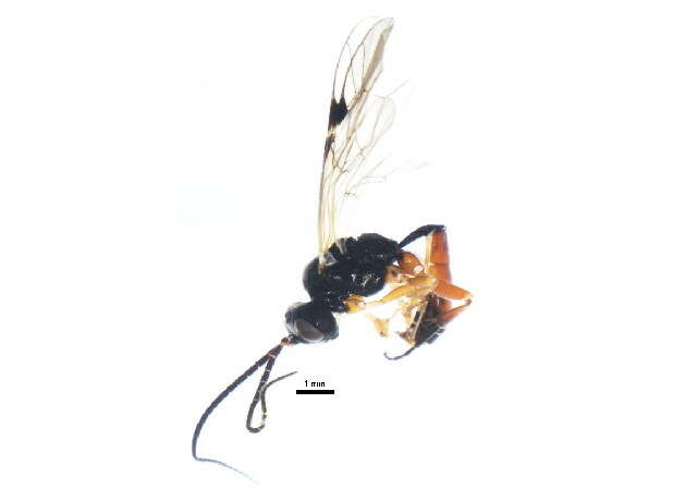 Image of Phygadeuon cephalotes Gravenhorst 1829