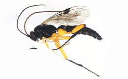 Imagem de Pimpla pedalis Cresson 1865