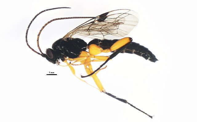 Image of Pimpla pedalis Cresson 1865