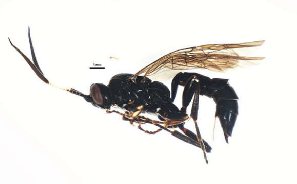 Image of Coelichneumon histricus (Cresson 1867)