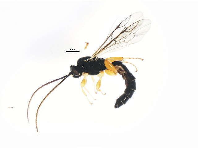 Image of Exochus nigripalpis Thomson 1887