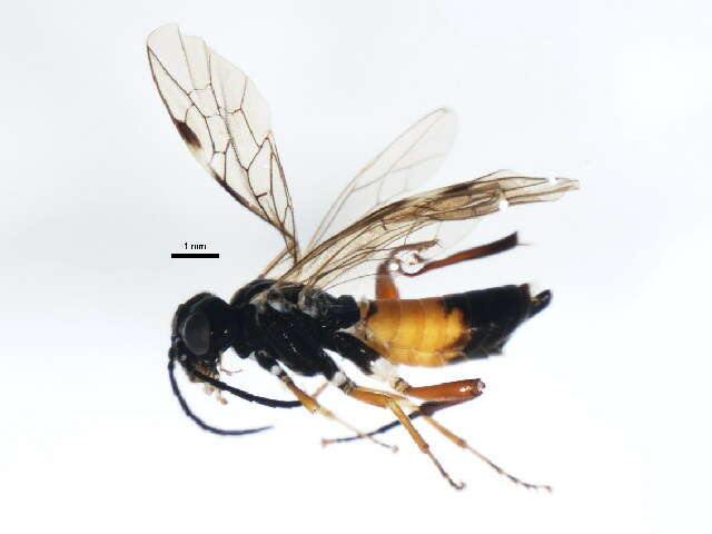 Image of <i>Taxonus rufocinctus</i>