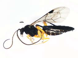 Image of Pimpla pedalis Cresson 1865