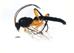 Imagem de Pimpla pedalis Cresson 1865