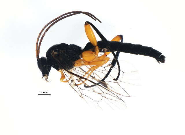 Imagem de Pimpla pedalis Cresson 1865