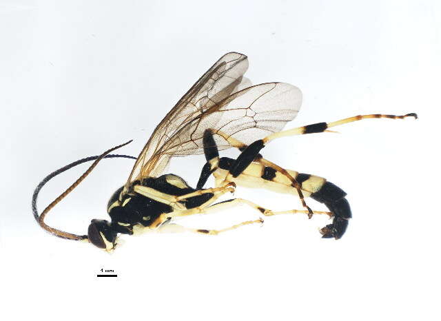 Image of Ichneumon memorator Wesmael 1845