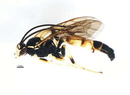 Image of Ichneumon memorator Wesmael 1845