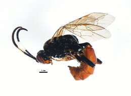 Image of Ichneumon memorator Wesmael 1845