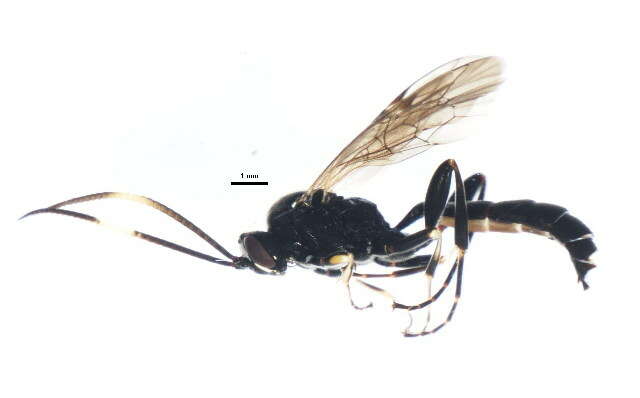 Image of Vulgichneumon