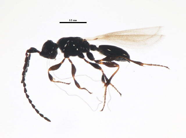 Image of Trichopria