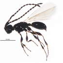 Image of Trichopria nixoni