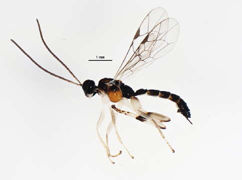 Image of Zatypota cingulata Townes 1960