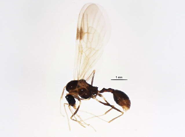 Image of Spine-waisted Ants