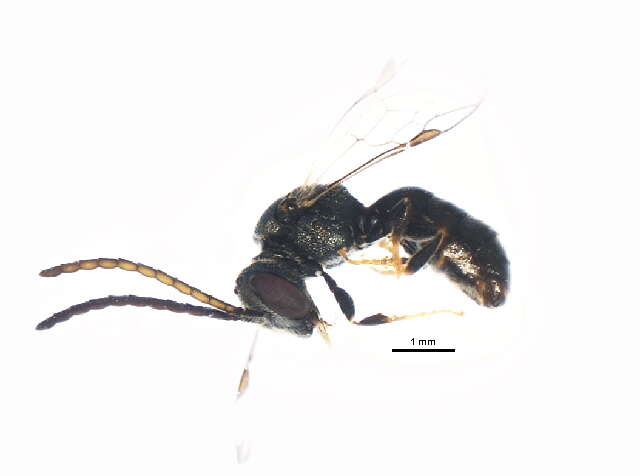 Lasioglossum weemsi (Mitchell 1960)的圖片