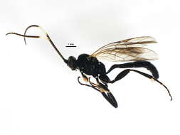 Image of Cratichneumon viator (Scopoli 1763)