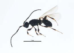 Image of Trichopria