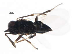 Image of Parasitoid wasp